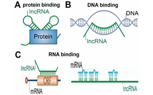 NEJM:首次發(fā)現(xiàn)lncRNA基因缺失引起神經(jīng)發(fā)育疾病