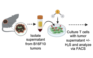 Science Advances：高爾基體越多，T細胞就越健壯，就越能抗癌！