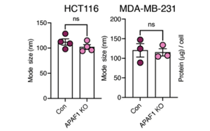 Nature Cancer:腫瘤細胞分泌的EV-DNA作為一種“危險”信號,促進抗轉移性免疫反應