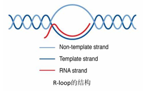 Science:真的沒想到,RNA:DNA這種特殊“三明治”結構與情緒體驗密切相關