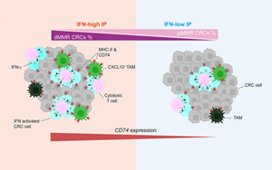 Cancer Cell:蛋白水平預測腸癌免疫治療反應