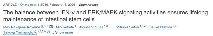 IFN-γ和ERK/MAPK信號傳導活性之間的平衡確保了腸道干細胞的終身維持 IFN-γ和ERK/MAPK信號傳導活性之間的平衡確保了腸道干細胞的終身維持