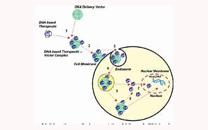 PNAS:細(xì)胞間mRNA轉(zhuǎn)移改變?nèi)祟惗嗄芨杉?xì)胞狀態(tài)