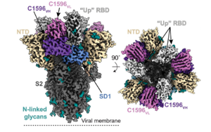 Science子刊:新的抗體顯示出擊敗所有SARS-CoV-2變體的潛力