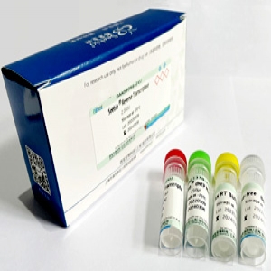 Seebio? Reverse Transcriptase（含 dNTP）